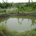 Kayunga: Prison Warder Drowns While Stealing Fish in Kayunga Pond