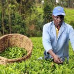 Kenya's Tea Exports Slump 18% Due to Global Economic Downturn