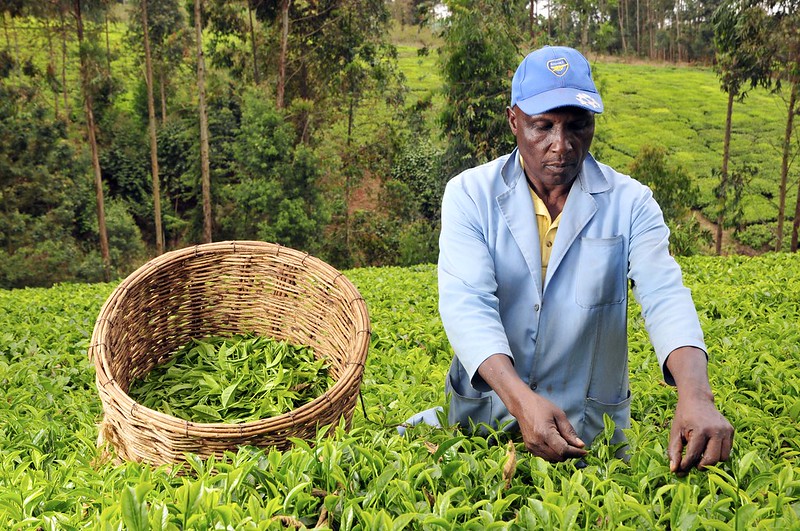Kenya's Tea Exports Slump 18% Due to Global Economic Downturn