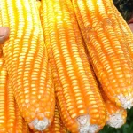 Kenyan Maize Prices Attract Buyers from Uganda and Tanzania