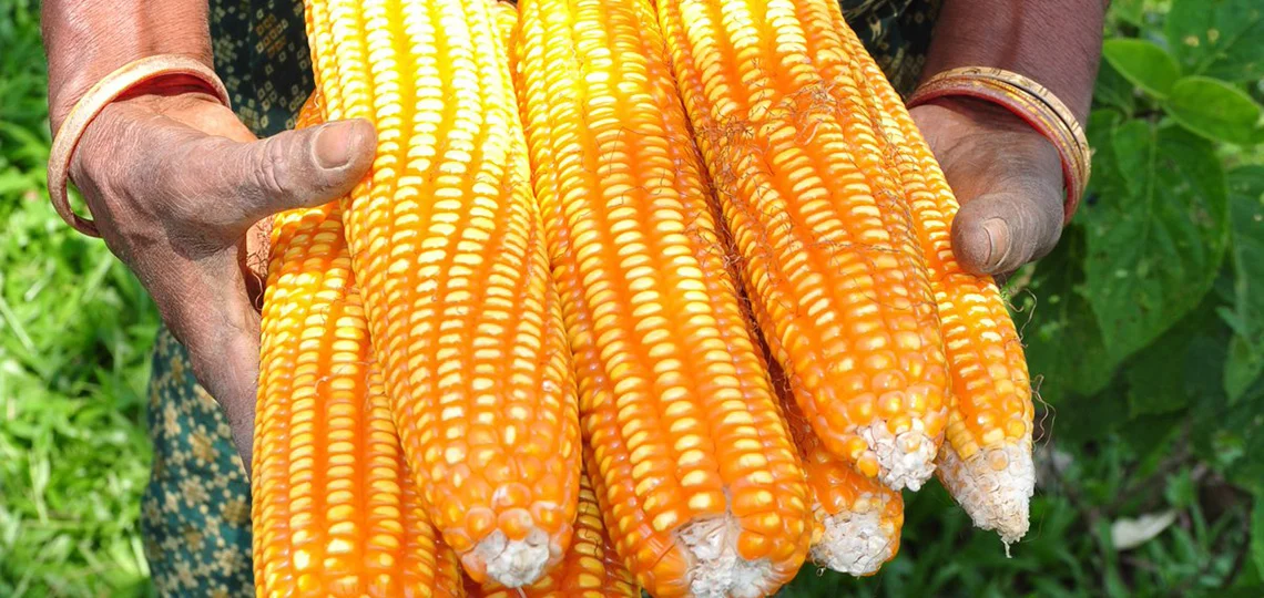 Kenyan Maize Prices Attract Buyers from Uganda and Tanzania