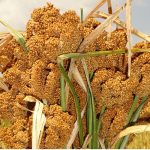 Improved Millet Varieties Aim to Boost Production in Uganda