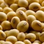 Uganda's Oil Seeds Project Predicted to Transform Farmers' Fortunes