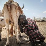 Peace Brings Prosperity: Cattle Prices Soar in Karamoja Region