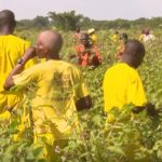 Ragem Prison Farm in Pakwach district - Inmates at Ragem Prison Farm are gaining valuable skills and income through cotton farming, offering them a chance for rehabilitation and a brighter future upon their release.