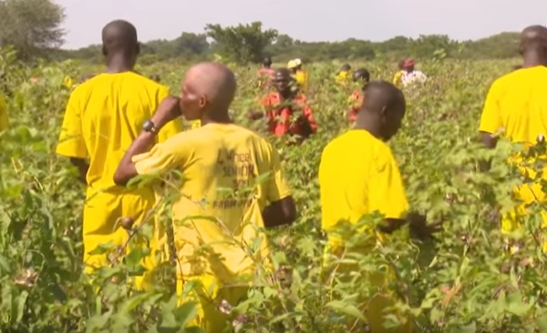 Ragem Prison Farm in Pakwach district - Inmates at Ragem Prison Farm are gaining valuable skills and income through cotton farming, offering them a chance for rehabilitation and a brighter future upon their release.