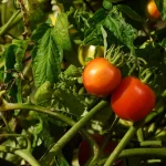 Tomatoes pesticides - Concerns Raised Over Cancer Causing Pesticides in Uganda