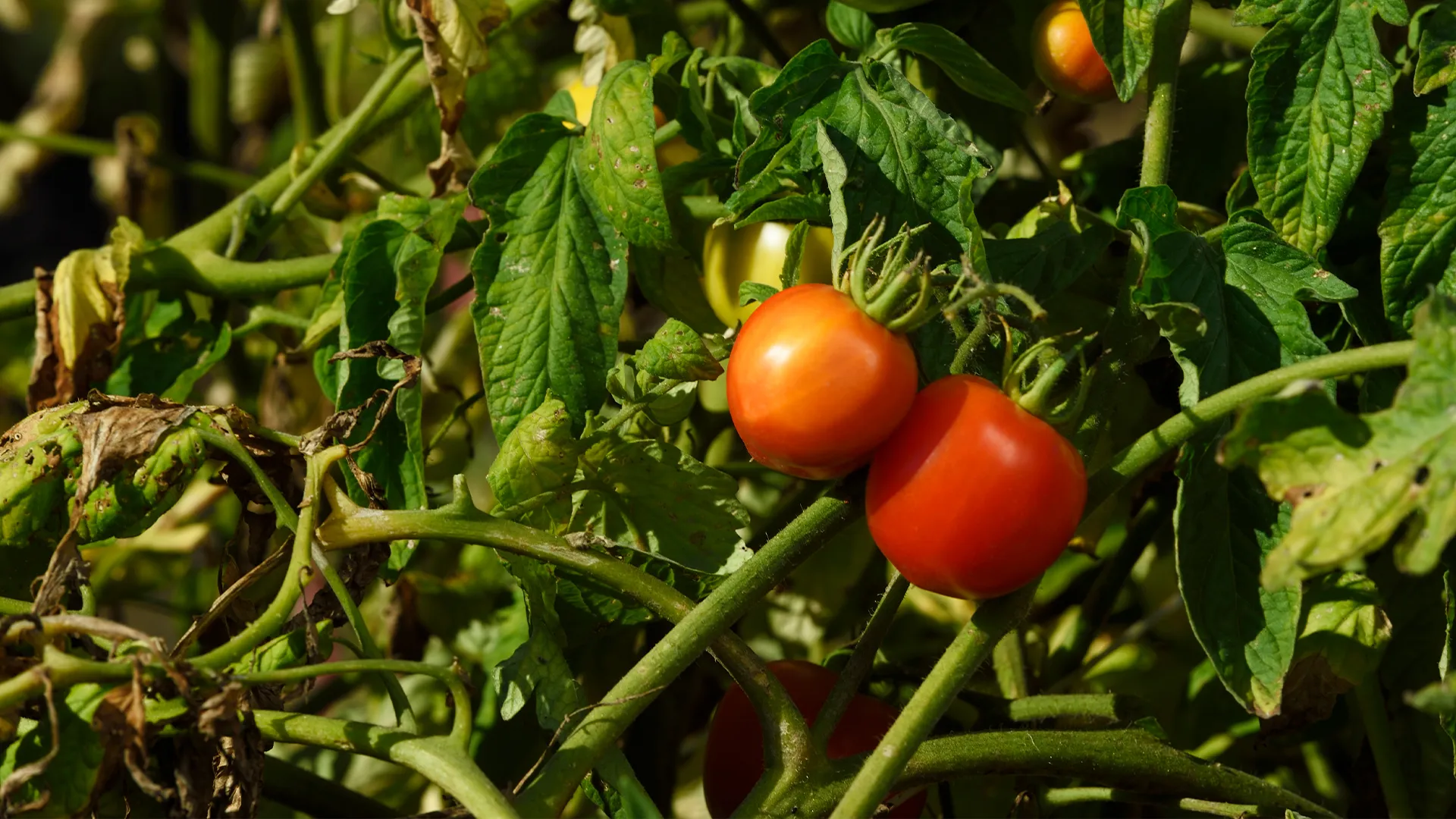 Tomatoes pesticides - Concerns Raised Over Cancer Causing Pesticides in Uganda