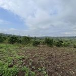 Twelve Arrested Amidst Land Dispute and Crop Destruction in Mityana