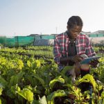 Ugandan Farmers Set to Benefit from Cutting Edge Forecasting Tool