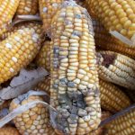 Experts Highlight Concerns About Aflatoxins in School Food Storage