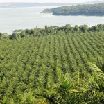 Uganda's Oil Palm Expansion Sparks Environmental Concerns