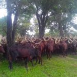 acholi lawmakers call for immediate enforcement of balalo eviction directive