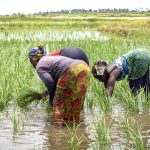 afdb greenlights fertilizer project for ugandan farmers