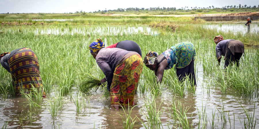 afdb greenlights fertilizer project for ugandan farmers