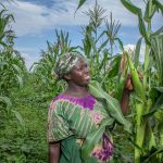 amuria farmers combat climate change with natural solutions