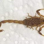 british family finds kenyan scorpion in their home after 6000 mile journey