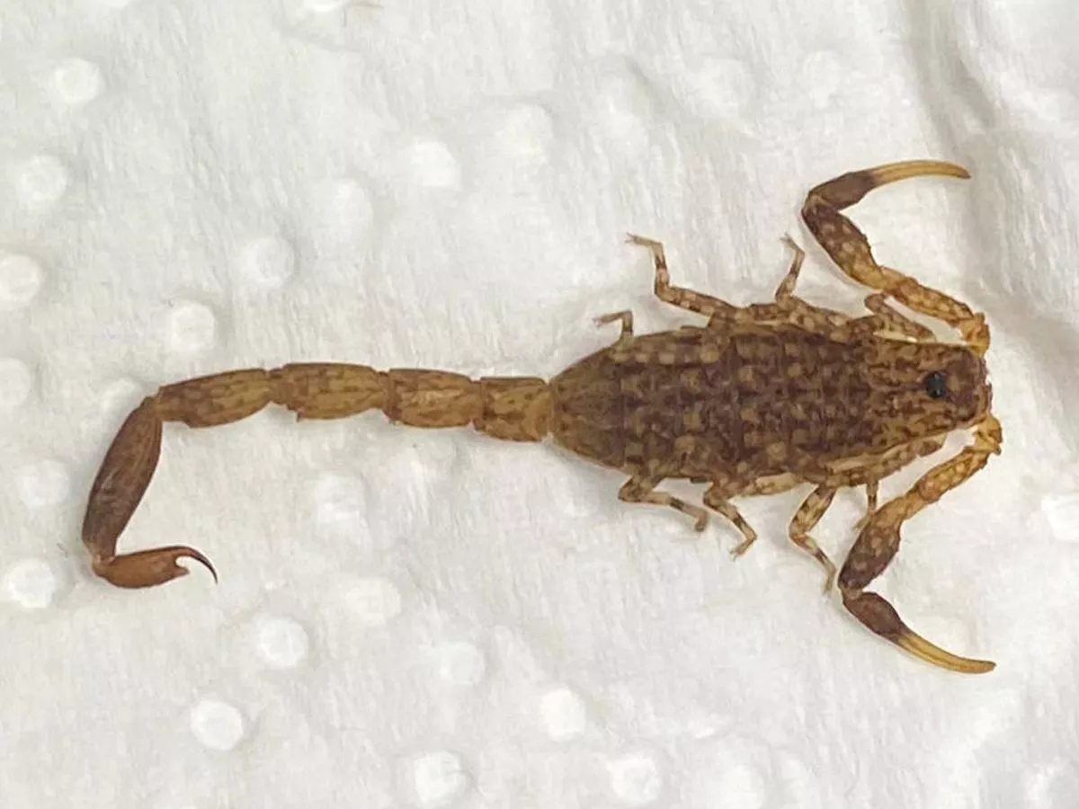 british family finds kenyan scorpion in their home after 6000 mile journey