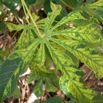 cassava mosaic disease