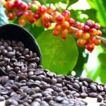 coffee exports soar uganda earns 940 3 million in record year