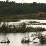 community and company clash over clay mining in masaka wetland