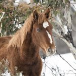 controversial aerial shooting of wild horses approved in australia