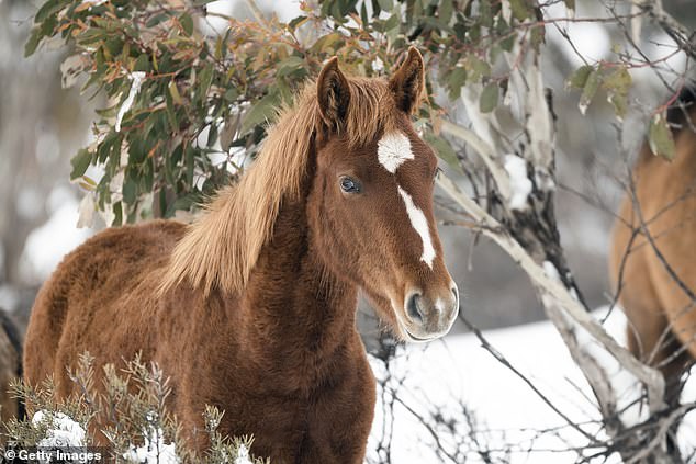 controversial aerial shooting of wild horses approved in australia