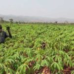 convening cassava experts strategies to boost production in kenya