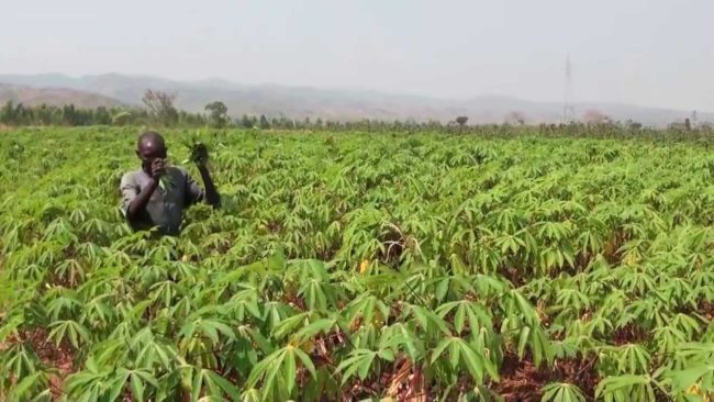 convening cassava experts strategies to boost production in kenya