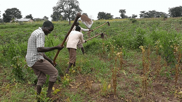 embracing hybrid crops for improved farming returns in uganda