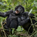 gorilla health and conservation explored by renowned wildlife vet