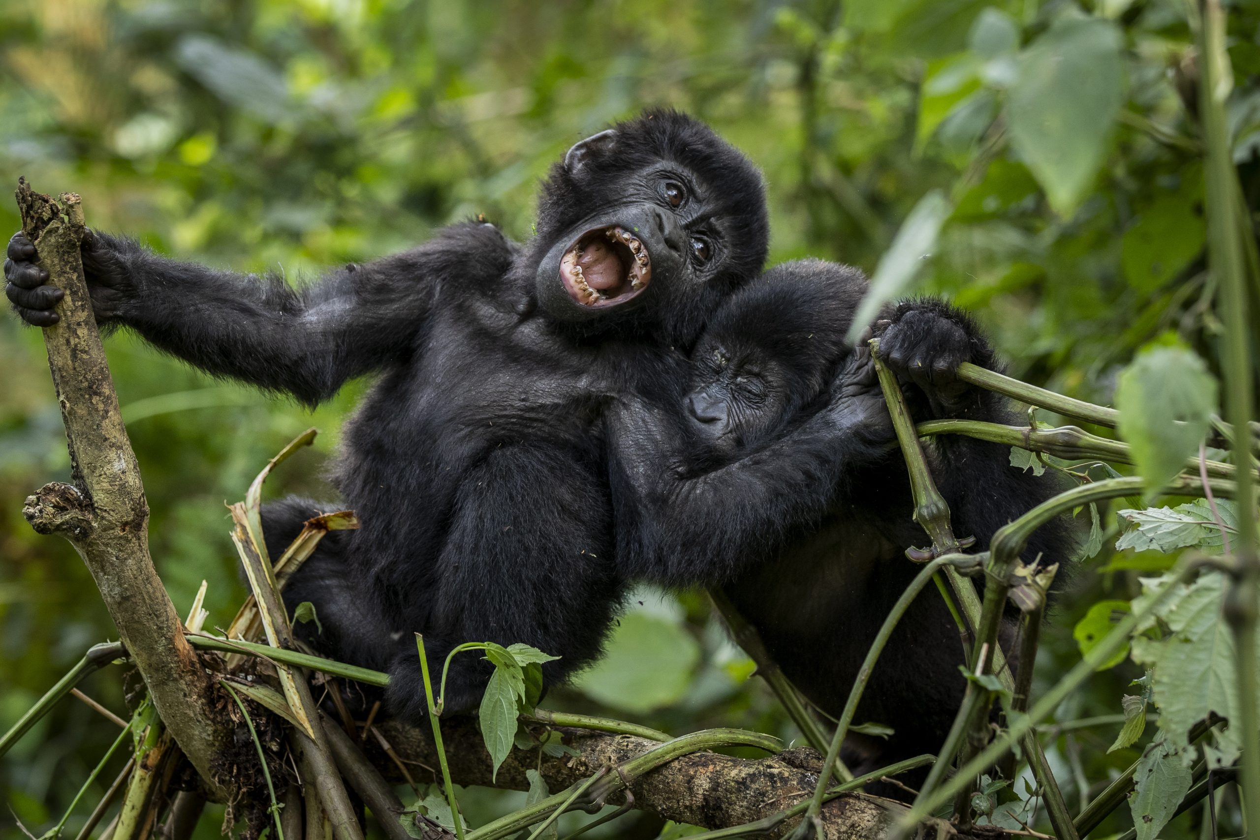 gorilla health and conservation explored by renowned wildlife vet