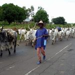 government recommended to evict illegal herdsmen in northern uganda