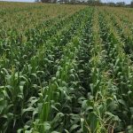 kenyan environment court approves planting of gmo maize