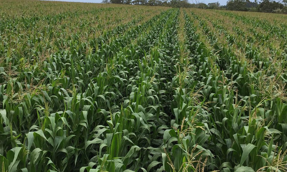 kenyan environment court approves planting of gmo maize