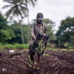 masindi districts food supply at risk as farmers favor sugarcane over crops