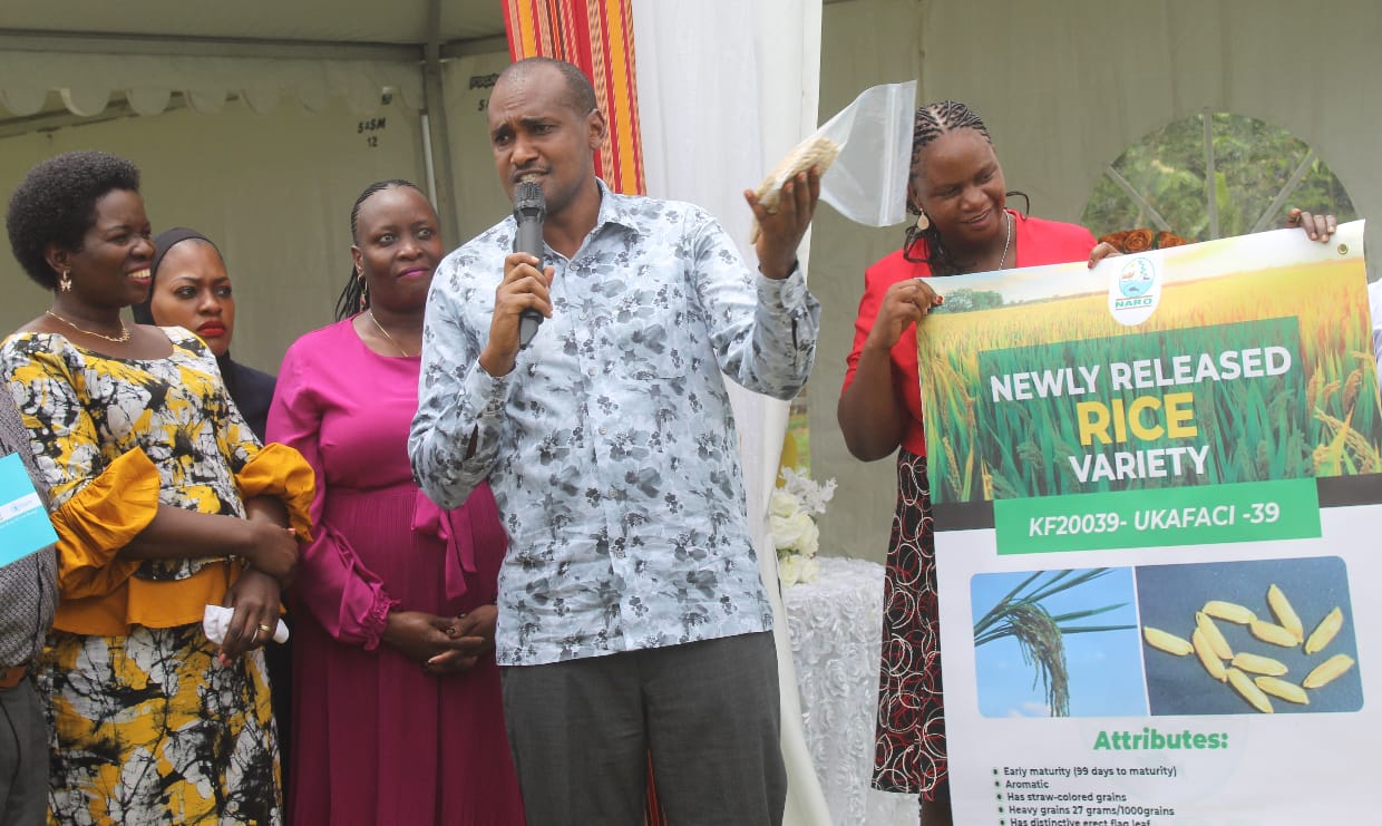 new crop varieties unveiled by ugandas naro