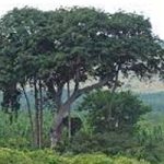 nfa directs farmers to leave kyankwanzi forest reserves for reforestation