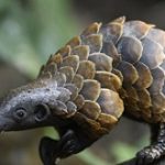 nigeria takes historic step in wildlife conservation by burning confiscated animal products