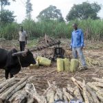 sugarcane farming causing poverty in busoga sub region