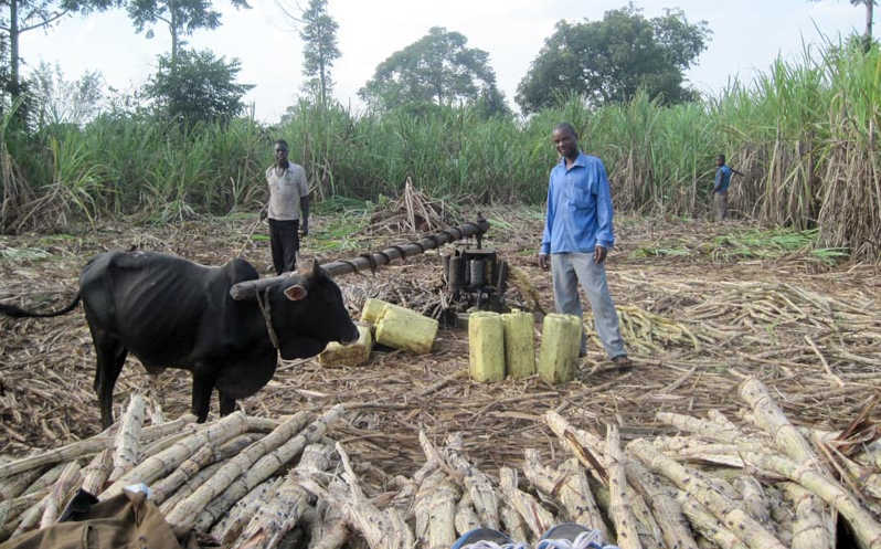 sugarcane farming causing poverty in busoga sub region
