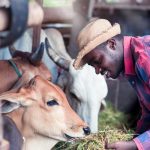 uganda takes steps to boost livestock productivity with new animal feeds bill