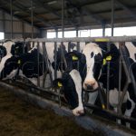 ugandan farmers learn cattle management tips from dutch experts
