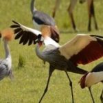 ugandas crested cranes face decline due to wetland encroachment and high demand in rwanda
