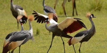 ugandas crested cranes face decline due to wetland encroachment and high demand in rwanda
