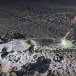 unexpected visitor alligator surfaces at florida beach