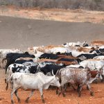 A young Karimojong pastoralist grazing their animals in Moroto (photo by Steven Ariong)