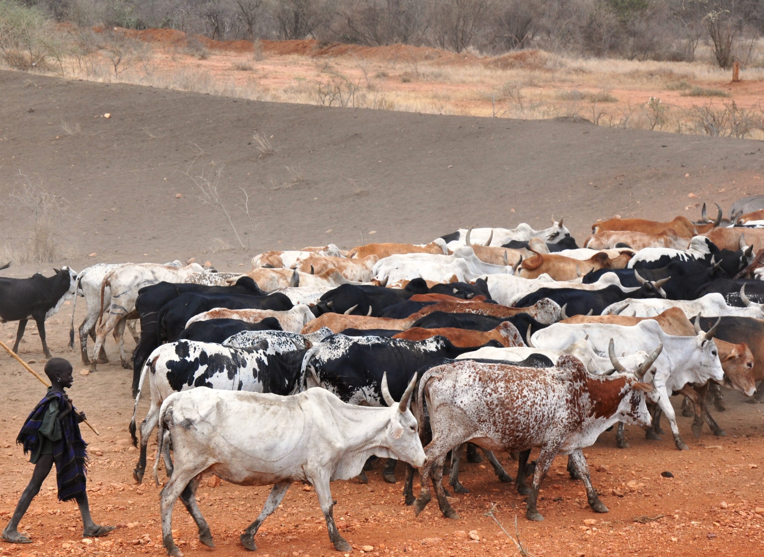 UPDF Soldier Shoots Dead 30 Cows in Amudat
