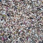 Climate Change Jeopardize Beans Plantation, Oyam Farmers Worries To Face Famine