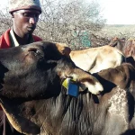 Electronic Animal Tracing Uganda